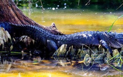 airboat tours fort lauderdale alligator