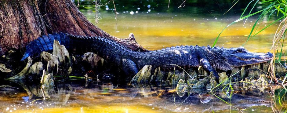 airboat tours fort lauderdale alligator