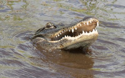 Alligator