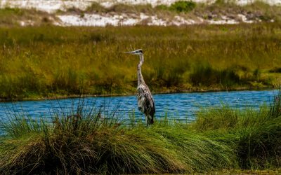Blue heron - Everglades airboat tour