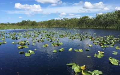 Airboat Tours Fort Lauderdale - everglades