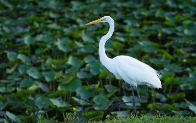 Airboat Rides Fort Lauderdale - heron